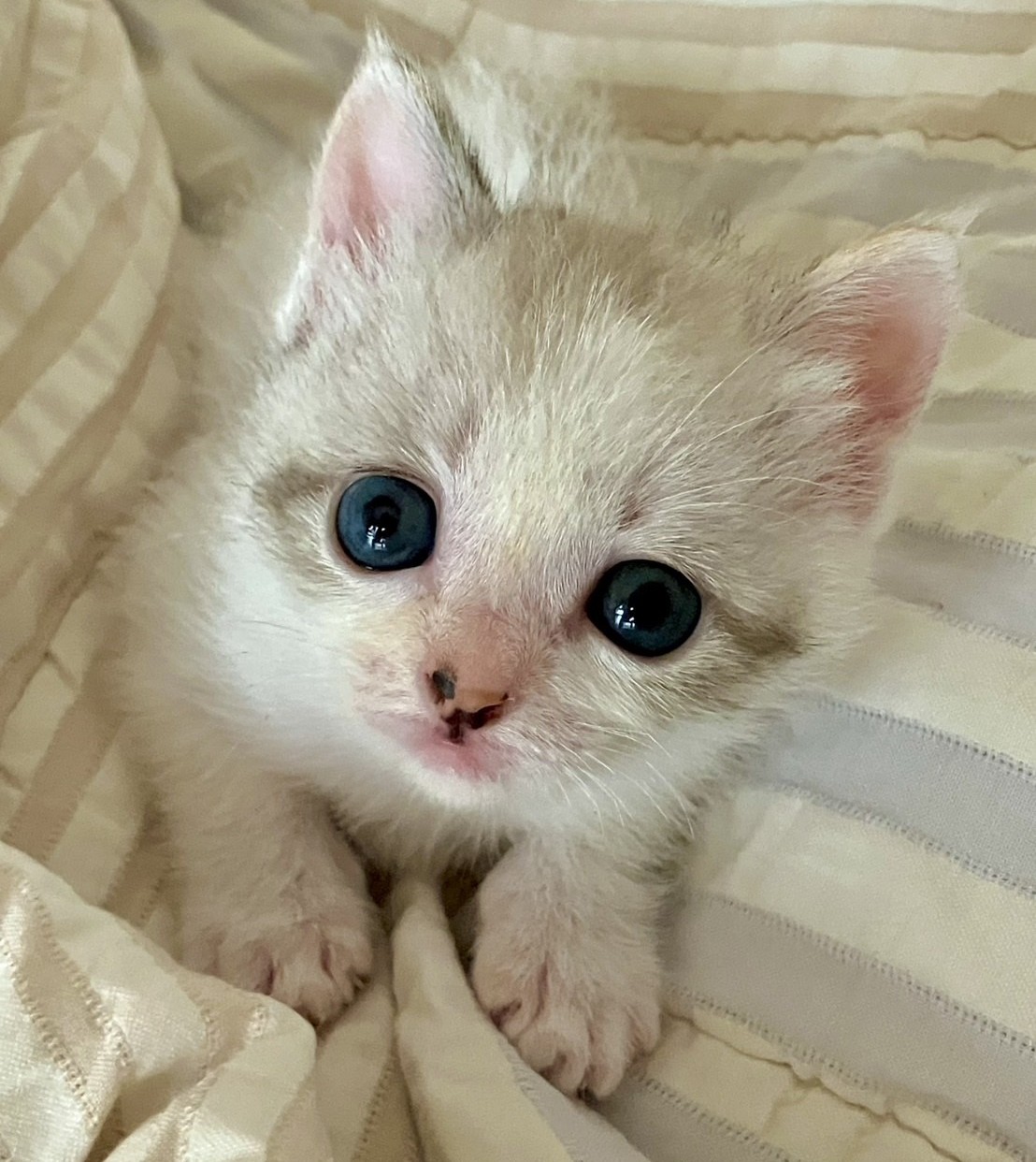 ミードちゃん