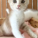 ひつじちゃん