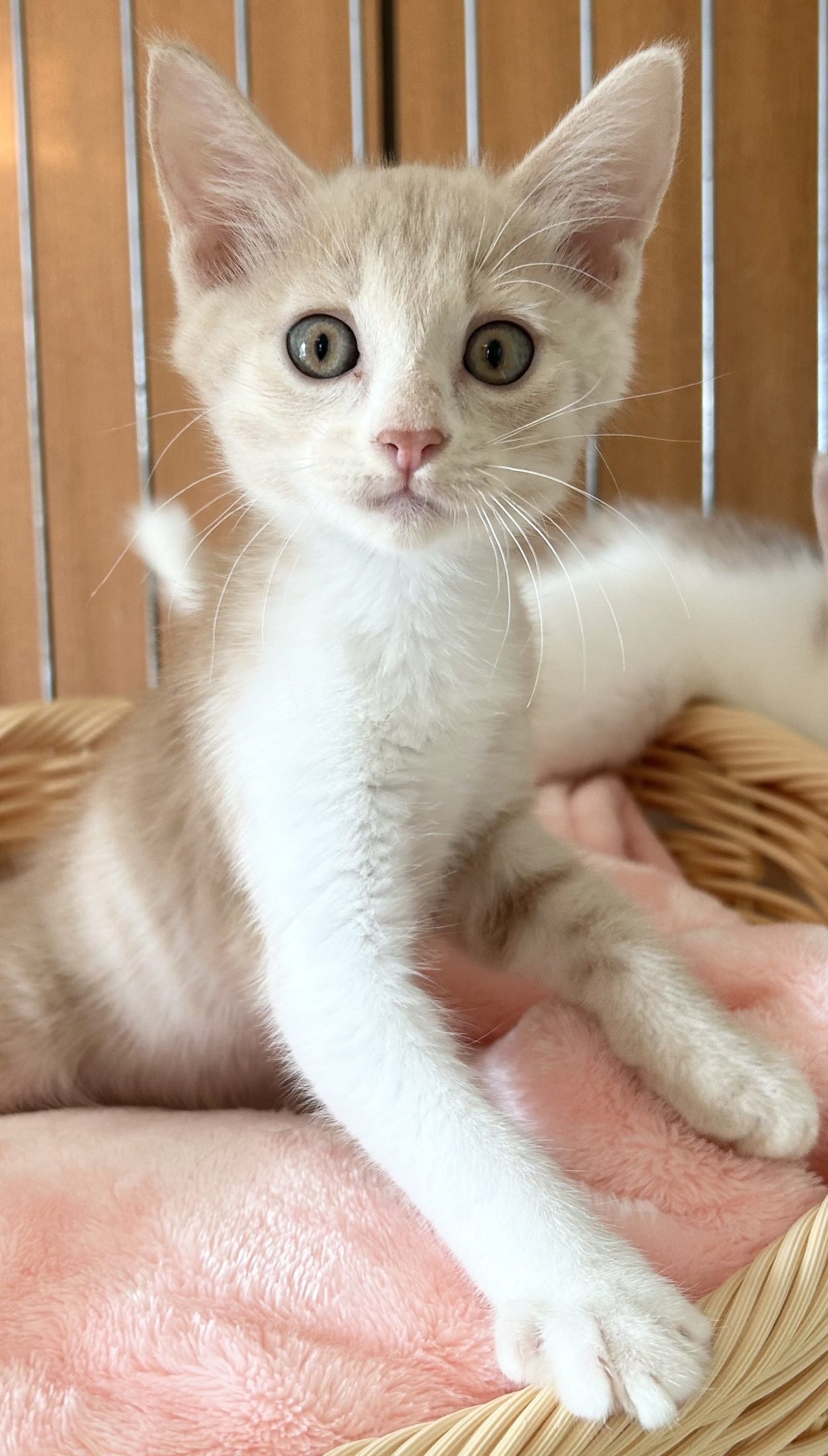 ひつじちゃん