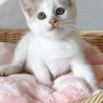 ホイップちゃん