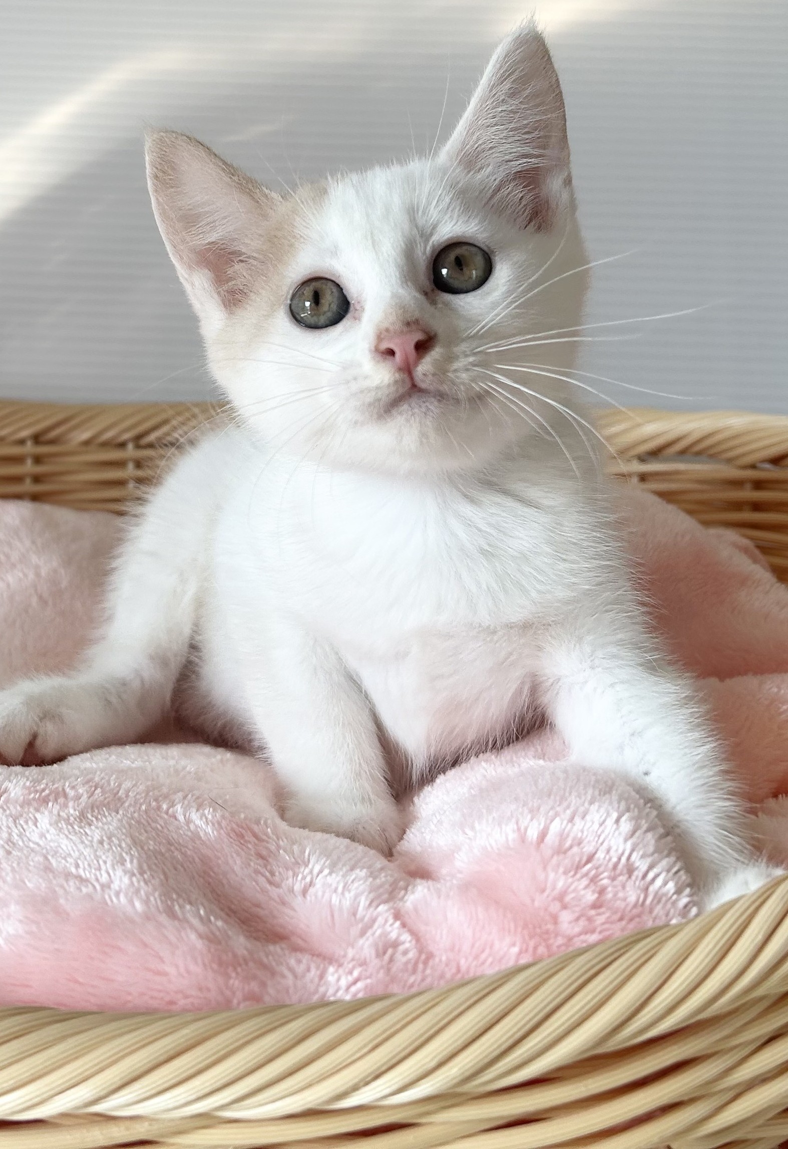 ホイップちゃん