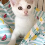 ミルキーちゃん