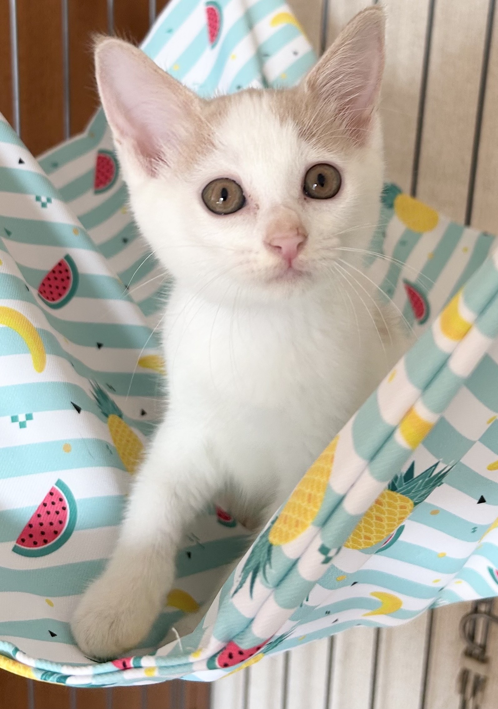 ミルキーちゃん