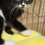 タイヤちゃん