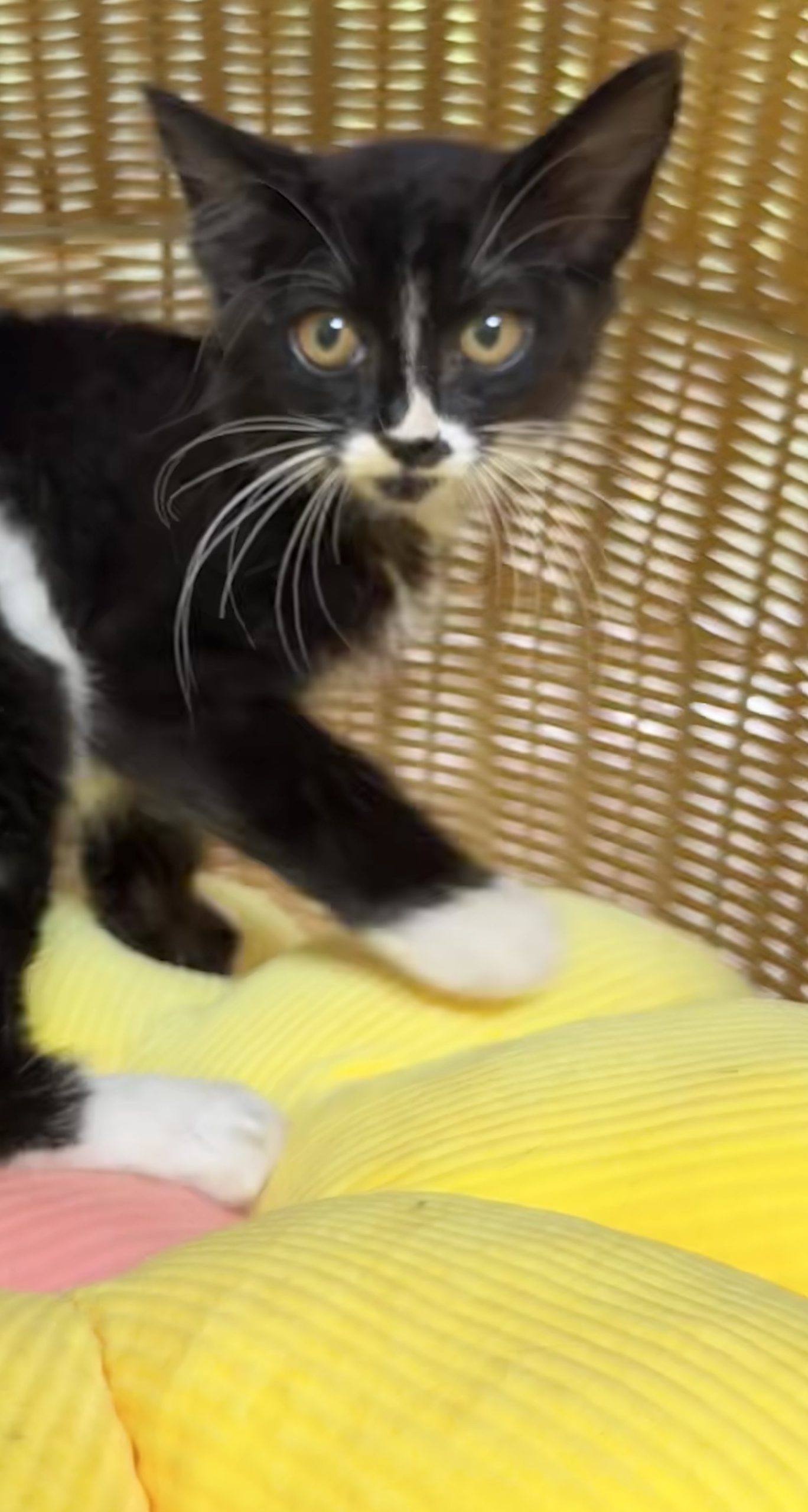 タイヤちゃん