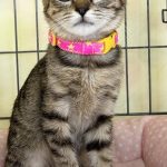 かれんちゃん