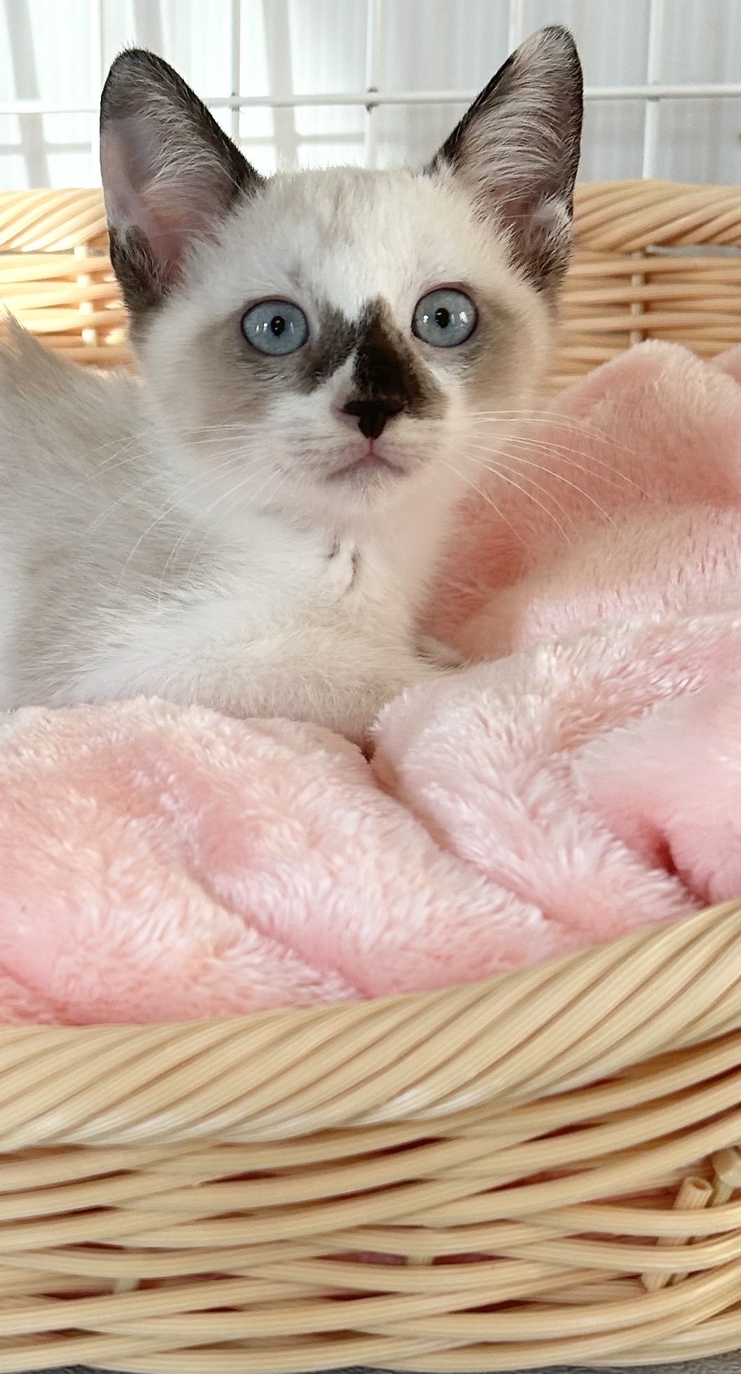 ピーチちゃん