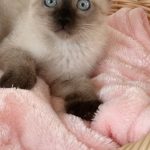ライチくん