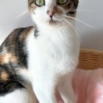 ミーちゃん