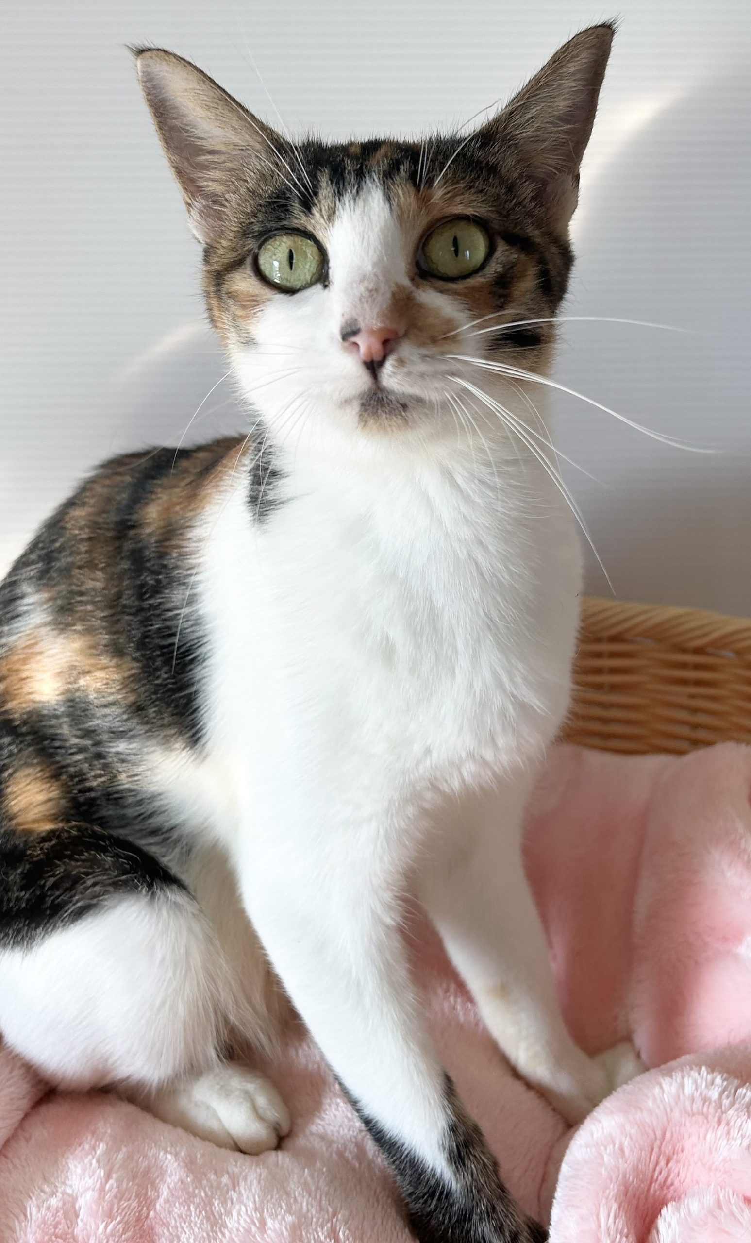 ミーちゃん