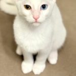 レンくん