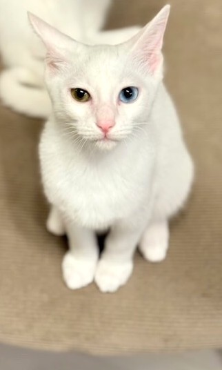 レンくん