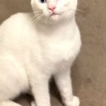 ハクくん