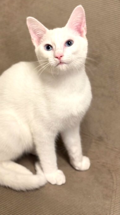 ハクくん