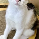 ちこちゃん