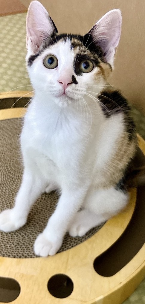 ちこちゃん