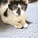 のこちゃん