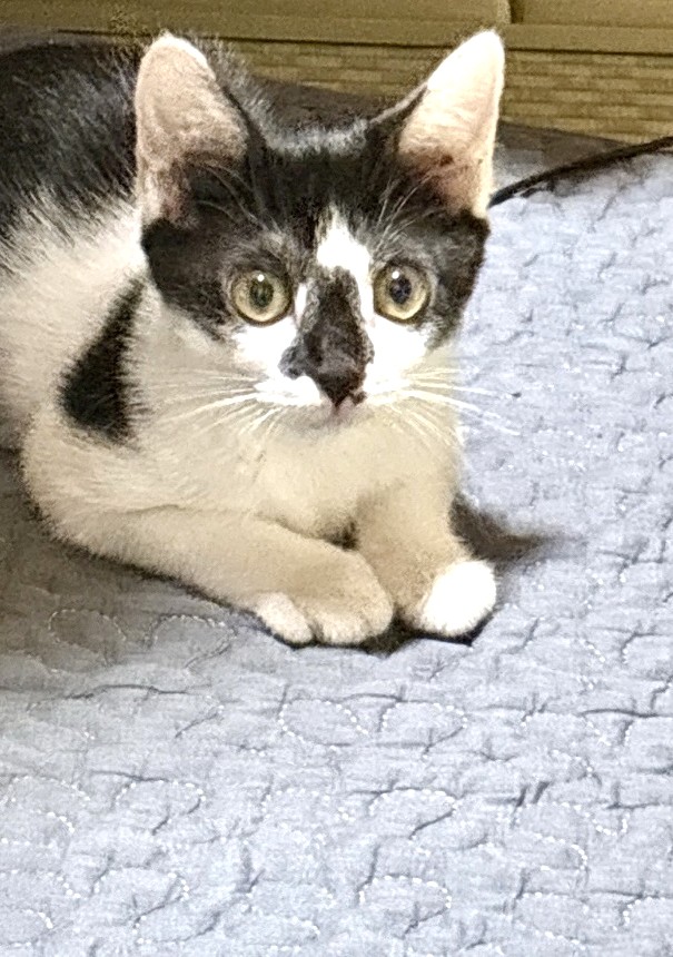 のこちゃん