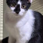のこちゃん