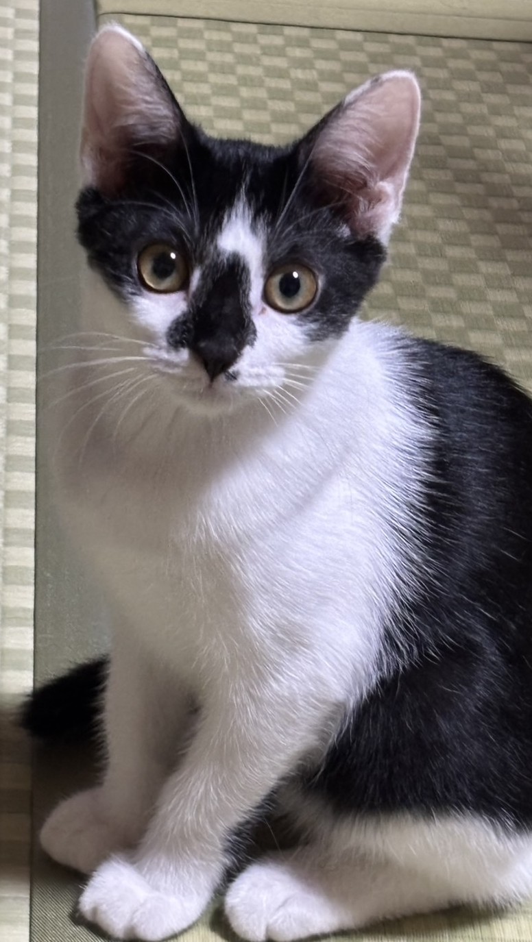 のこちゃん