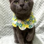 シドくん