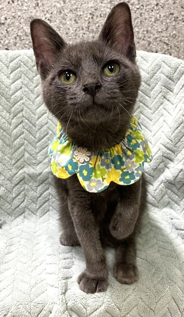 シドくん