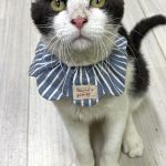 ドレミくん