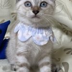 桃ちゃん