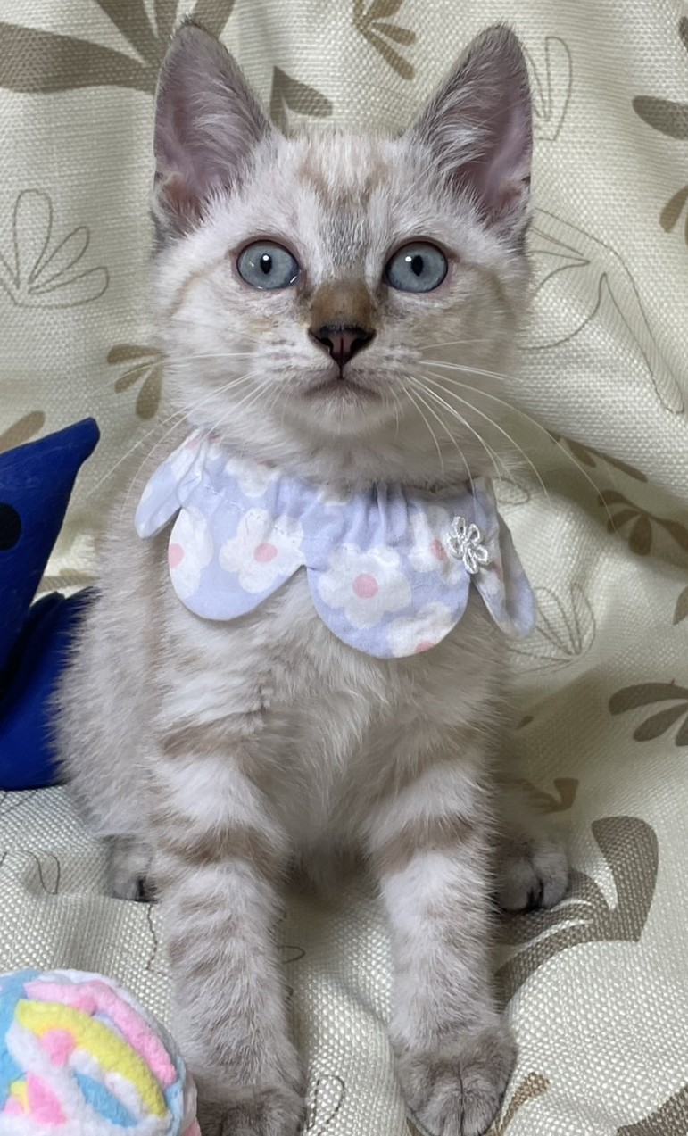 桃ちゃん