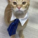 おめくん