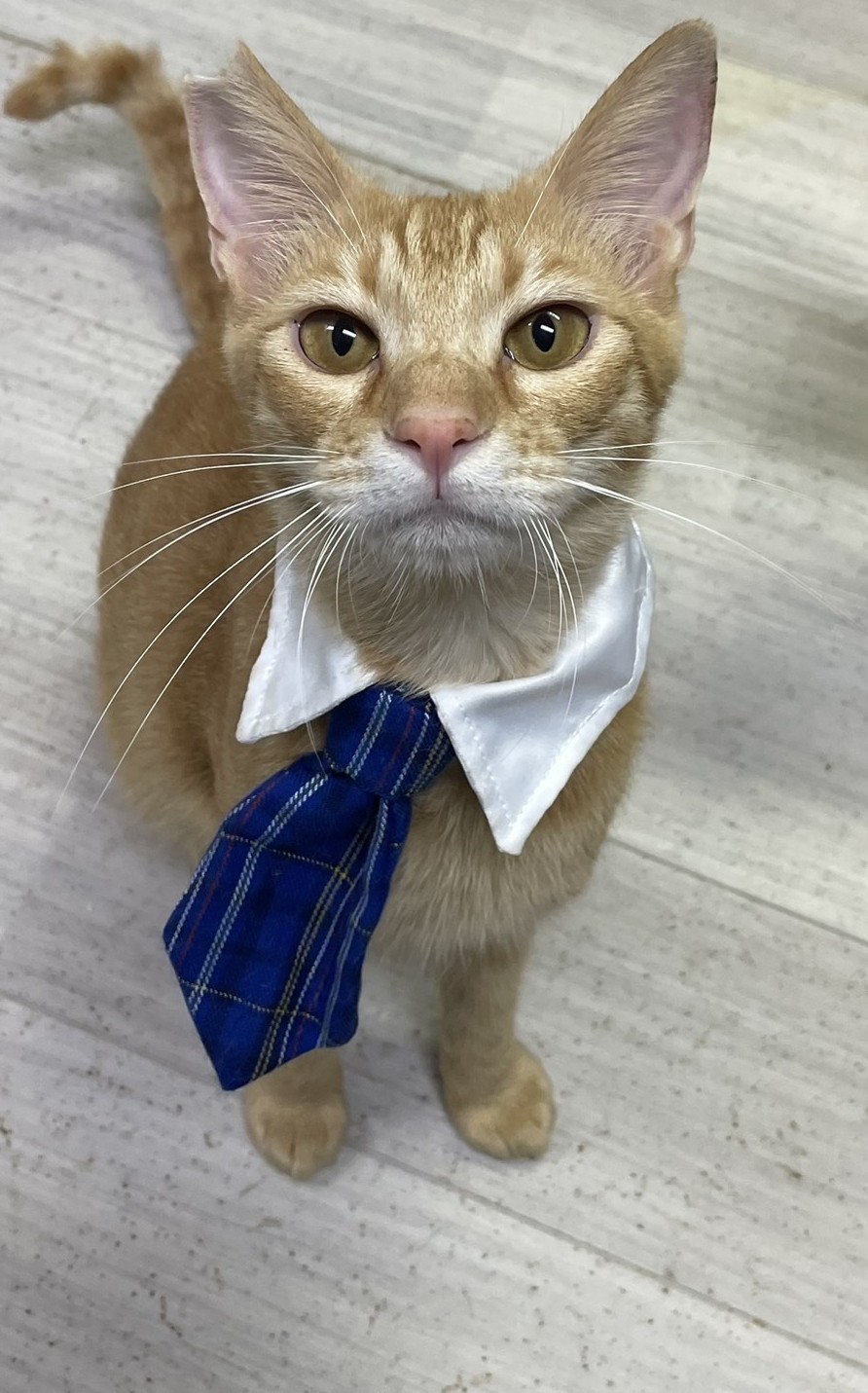 おめくん