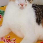 ひがしちゃん