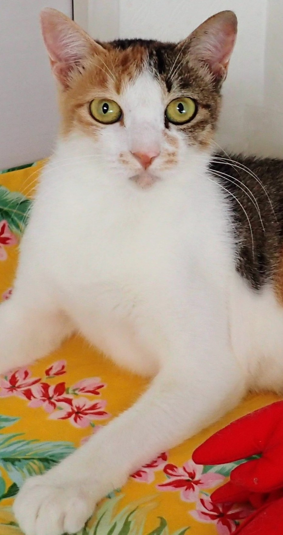 ひがしちゃん
