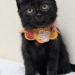 麦ちゃん