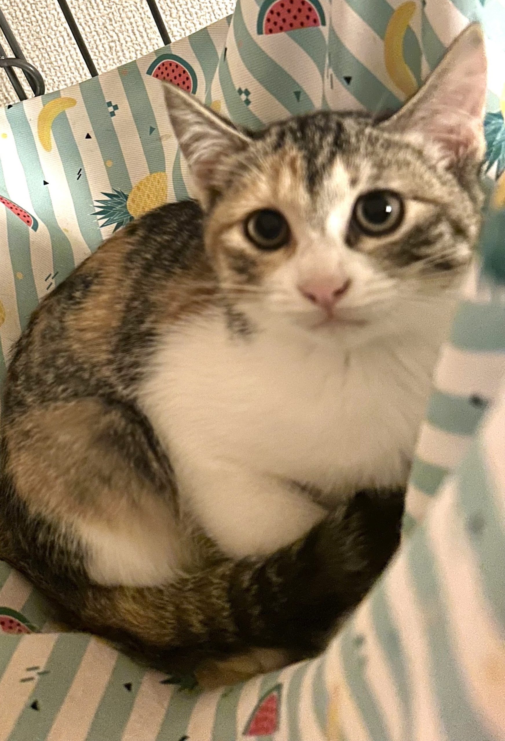 ららちゃん