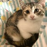 ららちゃん