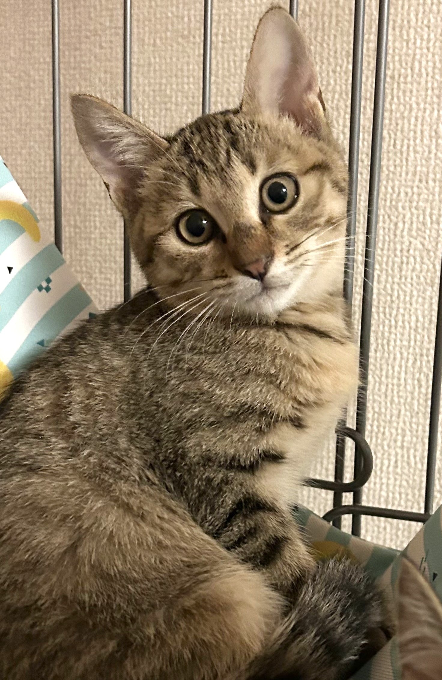 くうくん