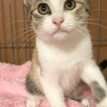 さぁちゃん