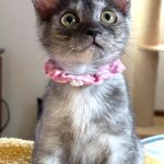 おからちゃん