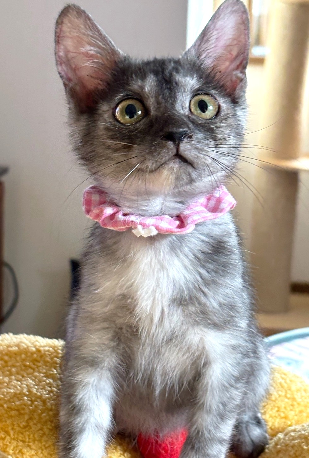 おからちゃん