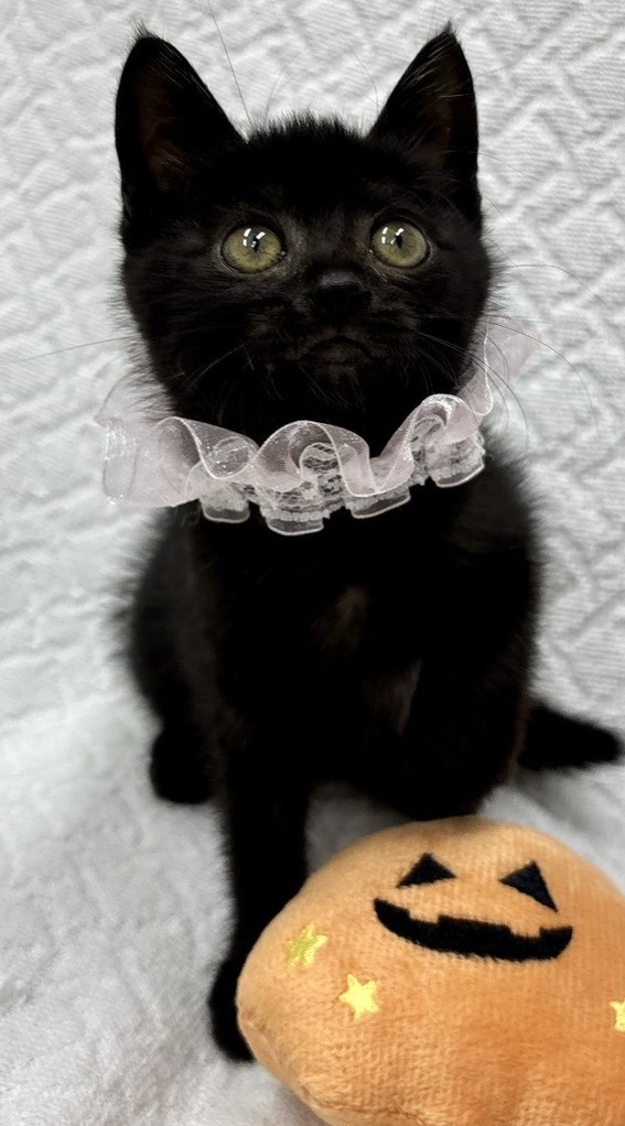 ろろちゃん