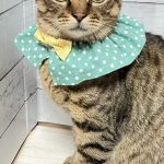 とら丸くん