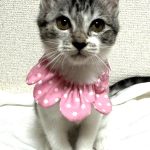 ロイズちゃん