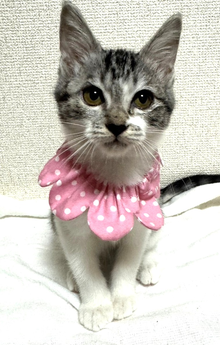 ロイズちゃん