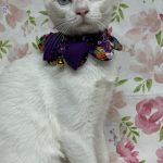 かえでちゃん