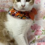 ほのかちゃん