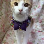いなほくん