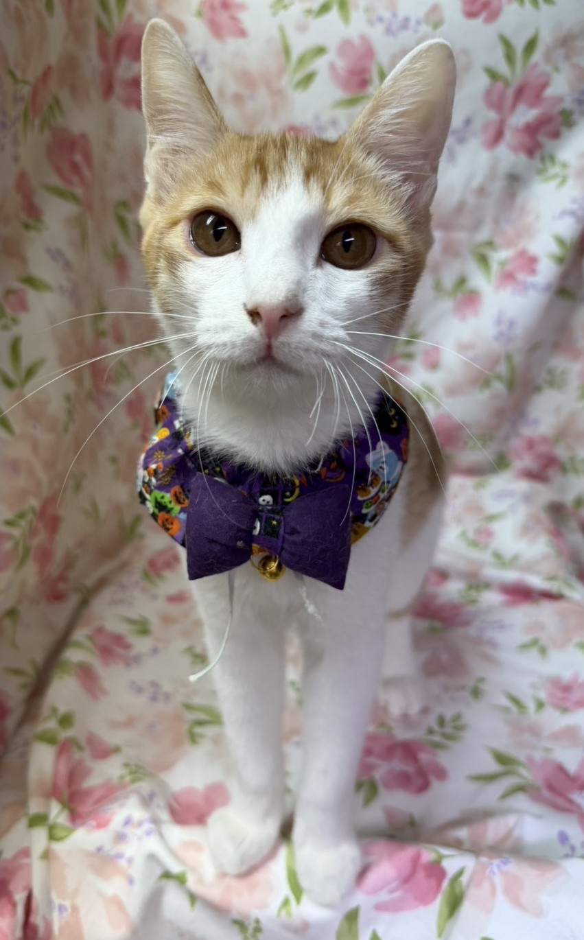 いなほくん