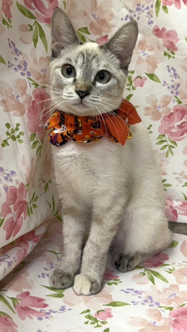 つつじちゃん