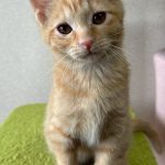 小麦くん
